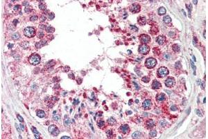 Human Testis (formalin-fixed, paraffin-embedded) stained with COX4I1 antibody ABIN461950 at 2. (COX IV anticorps  (AA 154-166))