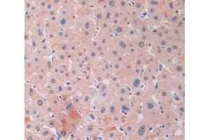 IHC-P analysis of liver tissue, with DAB staining. (RNASE13 anticorps  (AA 20-156))