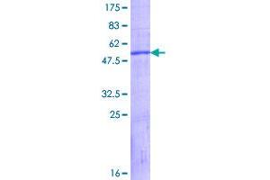 Image no. 1 for Kallikrein 9 (KLK9) (AA 1-250) protein (GST tag) (ABIN1308876)