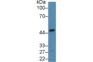 Western Blot; Sample: Mouse Heart lysate; Primary Ab: 2µg/mL Rabbit Anti-Human ALDOA Antibody Second Ab: 0. (ALDOA anticorps  (AA 18-273))