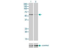 Western blot analysis of STK38 over-expressed 293 cell line, cotransfected with STK38 Validated Chimera RNAi (Lane 2) or non-transfected control (Lane 1). (STK38 anticorps  (AA 365-465))
