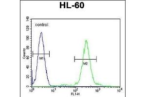 ELMD2 Antibody (C-term) (ABIN655927 and ABIN2845321) flow cytometric analysis of HL-60 cells (right histogram) compared to a negative control cell (left histogram). (ELMOD2 anticorps  (C-Term))