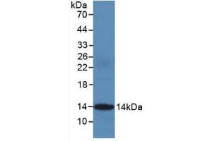 Detection of Recombinant CYCS, Human using Monoclonal Antibody to Cytochrome C (CYCS) (Cytochrome C anticorps  (AA 5-100))