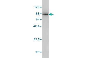 Western Blot detection against Immunogen (84.