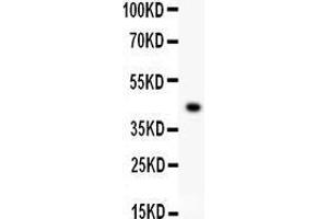 Anti- EDA antibody, Western blotting All lanes: Anti EDA  at 0.