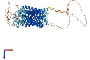 AlphaFold protein structure predicition of Human Recombinant SLC2A10 Protein, UniprotID O95528