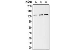 Western blot analysis of CD141 expression in HEK293T (A), Raw264. (Thrombomodulin anticorps  (C-Term))