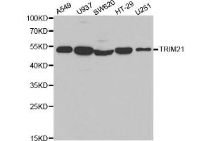 Western blot analysis of extracts of various cell lines, using TRIM21 antibody (ABIN5971013) at 1/1000 dilution. (TRIM21 anticorps)