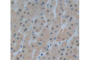 IHC-P analysis of Kidney tissue, with DAB staining. (Pirin anticorps  (AA 1-290))