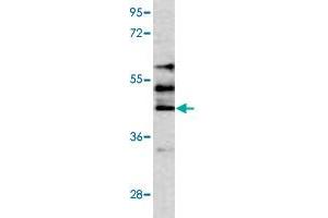 Western blot analysis of HepG2 cell lysate (35 ug/lane) with STK24 polyclonal antibody . (STK24 anticorps  (C-Term))