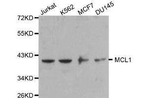 Western blot analysis of extracts of various cell lines, using MCL1 antibody (ABIN5970164). (MCL-1 anticorps)