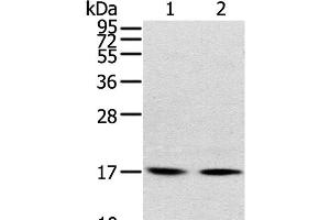 Western Blot analysis of Human normal liver tissue and hepg2 cell using RPLP1 Polyclonal Antibody at dilution of 1:400 (RPLP1 anticorps)