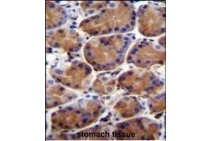 LRWD1 Antibody (N-term) (ABIN655752 and ABIN2845196) immunohistochemistry analysis in formalin fixed and paraffin embedded human stomach tissue followed by peroxidase conjugation of the secondary antibody and DAB staining. (LRWD1 anticorps  (N-Term))