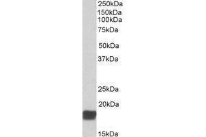 AP21512PU-N CIRBP antibody staining of Mouse Testis lysate at 0. (CIRBP anticorps  (C-Term))