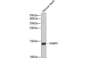 Western blot analysis of extracts of Mouse heart using FABP3 Polyclonal Antibody at dilution of 1:1000. (FABP3 anticorps)