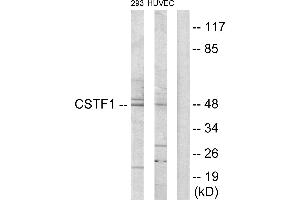 Western blot analysis of extracts from 293 cells and HUVEC cells, using CSTF1 antibody.