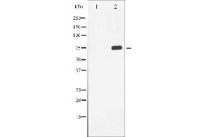 Western blot analysis of Tau phosphorylation expression in HeLa whole cell lysates,The lane on the left is treated with the antigen-specific peptide. (MAPT anticorps  (pSer214))