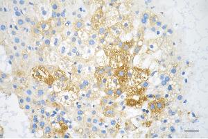 Immunohistochemistry was performed on paraffin-embedded mouse liver using IGF2BP2 antibody (ABIN7799051), 1:200). (Recombinant IGF2BP2 anticorps)