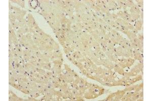 Immunohistochemistry of paraffin-embedded human heart tissue using ABIN7147350 at dilution of 1:100 (Centrin 1 anticorps  (AA 1-172))