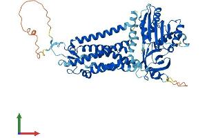 AlphaFold protein structure predicition of Human Recombinant NOX4 Protein, UniprotID Q9NPH5