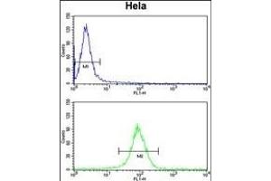 NAT13 Antibody (C-term) (ABIN651251 and ABIN2840154) flow cytometry analysis of Hela cells (bottom histogram) compared to a negative control cell (top histogram). (NAA50 anticorps  (C-Term))