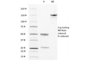 SDS-PAGE Analysis of Purified, BSA-Free LAMP3 Antibody (clone LAMP3/529). (LAMP3 anticorps)