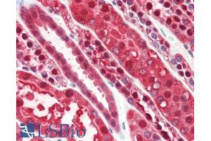 ABIN185729 (5µg/ml) staining of paraffin embedded Human Kidney. (PEBP1 anticorps  (Internal Region))