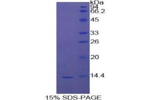 SDS-PAGE analysis of Cow Myostatin Protein. (MSTN Protéine)