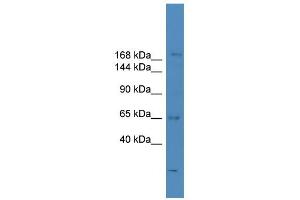 WB Suggested Anti-SCAPER Antibody Titration:  0. (SCAPER anticorps  (N-Term))