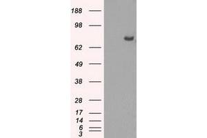 Image no. 15 for anti-P450 (Cytochrome) Oxidoreductase (POR) antibody (ABIN1497746) (POR anticorps)