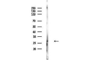 Western blot analysis of lysates from PC12 cells, using DUSP19 Antibody at 1/1000 dilution.