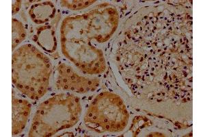 IHC image of ABIN7155407 diluted at 1:300 and staining in paraffin-embedded human kidney tissue performed on a Leica BondTM system. (Histone 2b (HIST1H2BL) (AA 2-126) anticorps)
