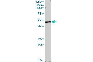 ANGPTL4 MaxPab rabbit polyclonal antibody.