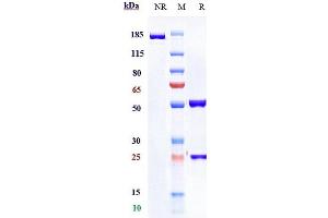 Anti- Human PD-1( Pembrolizumab) on SDS-PAGE under reducing (R) condition. (Recombinant PDCD1 (Pembrolizumab Biosimilar) anticorps)
