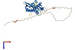 AlphaFold protein structure predicition of Human Recombinant MAGEA1 Protein, UniprotID P43355