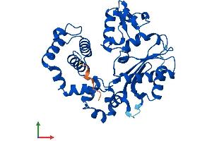AlphaFold protein structure predicition of Mouse Recombinant Polb Protein, UniprotID Q8K409