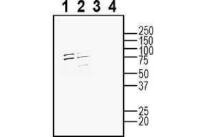 Western blot analysis of mouse J774 macrophage cell line lysate (lanes 1 and 3) and mouse  microglia cell line lysate (lanes 2 and 4): 1-2. (ADORA1 anticorps  (Extracellular))