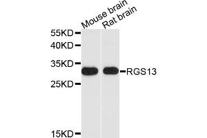 Western blot analysis of extracts of various cell lines, using RGS13 antibody. (RGS13 anticorps)