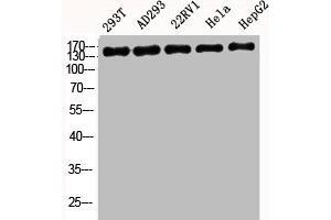 Western Blot analysis of 293T AD293 22RV1 HELA HepG2 cells using BAF170 Polyclonal Antibody (SMARCC2 anticorps  (Internal Region))
