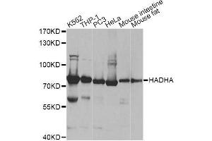 Western blot analysis of extracts of various cell lines, using HADHA antibody. (HADHA anticorps  (AA 484-763))