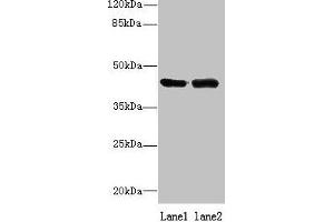 Western blot All lanes: NIF3L1 antibody at 0. (NIF3L1 anticorps  (AA 1-377))