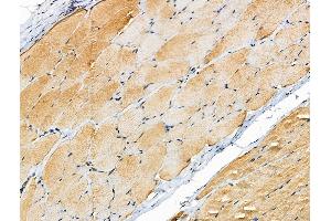 ABIN6258122 and ABIN6275069 at 1/100 staining Rat skin tissue by IHC-P. (PRIM1 anticorps  (C-Term))