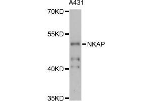 Western blot analysis of extracts of A-431 cells, using NKAP antibody (ABIN6290675) at 1:3000 dilution. (NKAP anticorps)