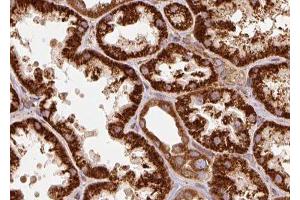 ABIN6277332 at 1/100 staining human kidney tissue sections by IHC-P. (TRAP1 anticorps  (Internal Region))