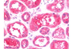 Anti-MTBP antibody IHC staining of human kidney. (MTBP anticorps  (AA 23-350))