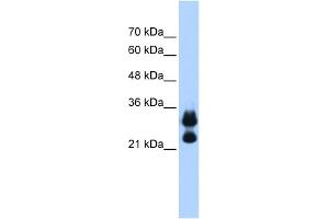 WB Suggested Anti-HIST1H1C Antibody Titration:  0. (HIST1H1C anticorps  (Middle Region))
