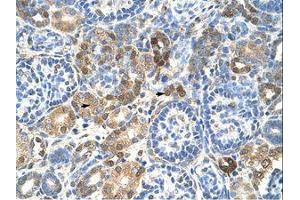 Image no. 1 for anti-Heterogeneous Nuclear Ribonucleoprotein L (HNRNPL) (AA 26-75) antibody (ABIN203304)