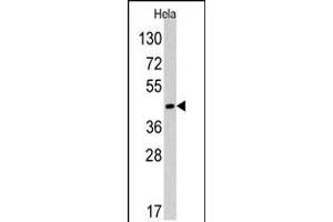 Western blot analysis of anti in Hela cell line lysates (35ug/lane) (RAD9A anticorps  (AA 250-279))