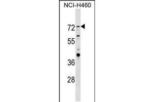 Western blot analysis in NCI-H460 cell line lysates (35ug/lane). (RNF207 anticorps  (C-Term))