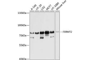 Western blot analysis of extracts of various cell lines, using FERMT2 antibody (ABIN6131926, ABIN6140582, ABIN6140583 and ABIN6224757) at 1:1000 dilution. (FERMT2 anticorps  (AA 380-550))